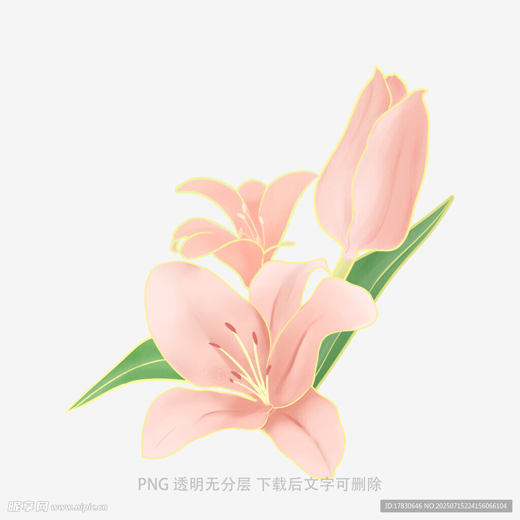 粉色百合花插画