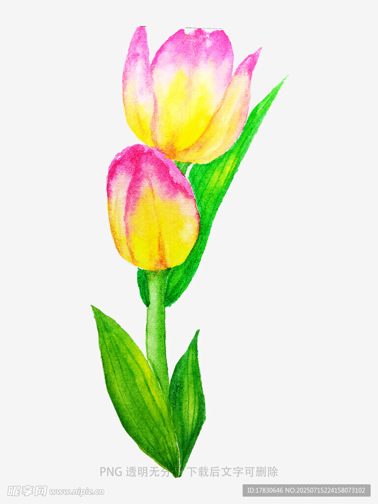 双色郁金香插画