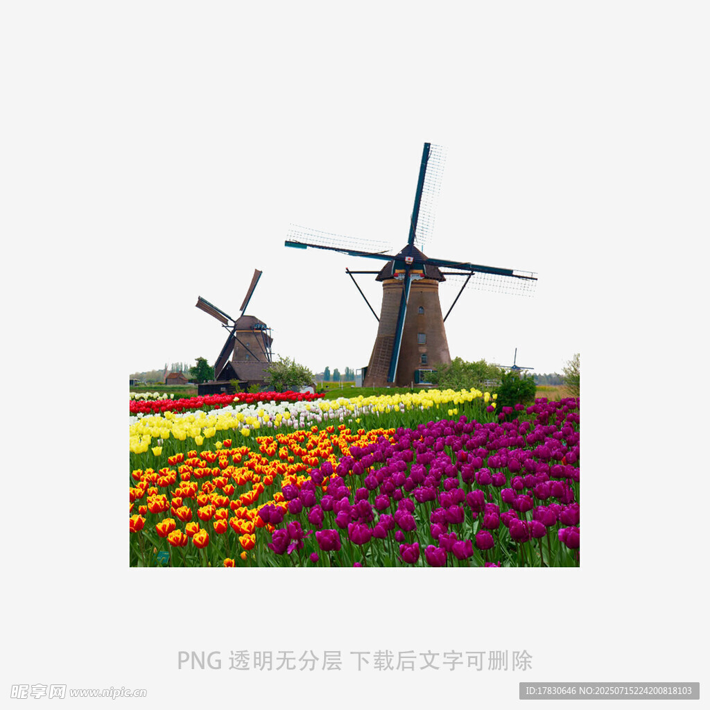 荷兰风车旁的绚烂花田