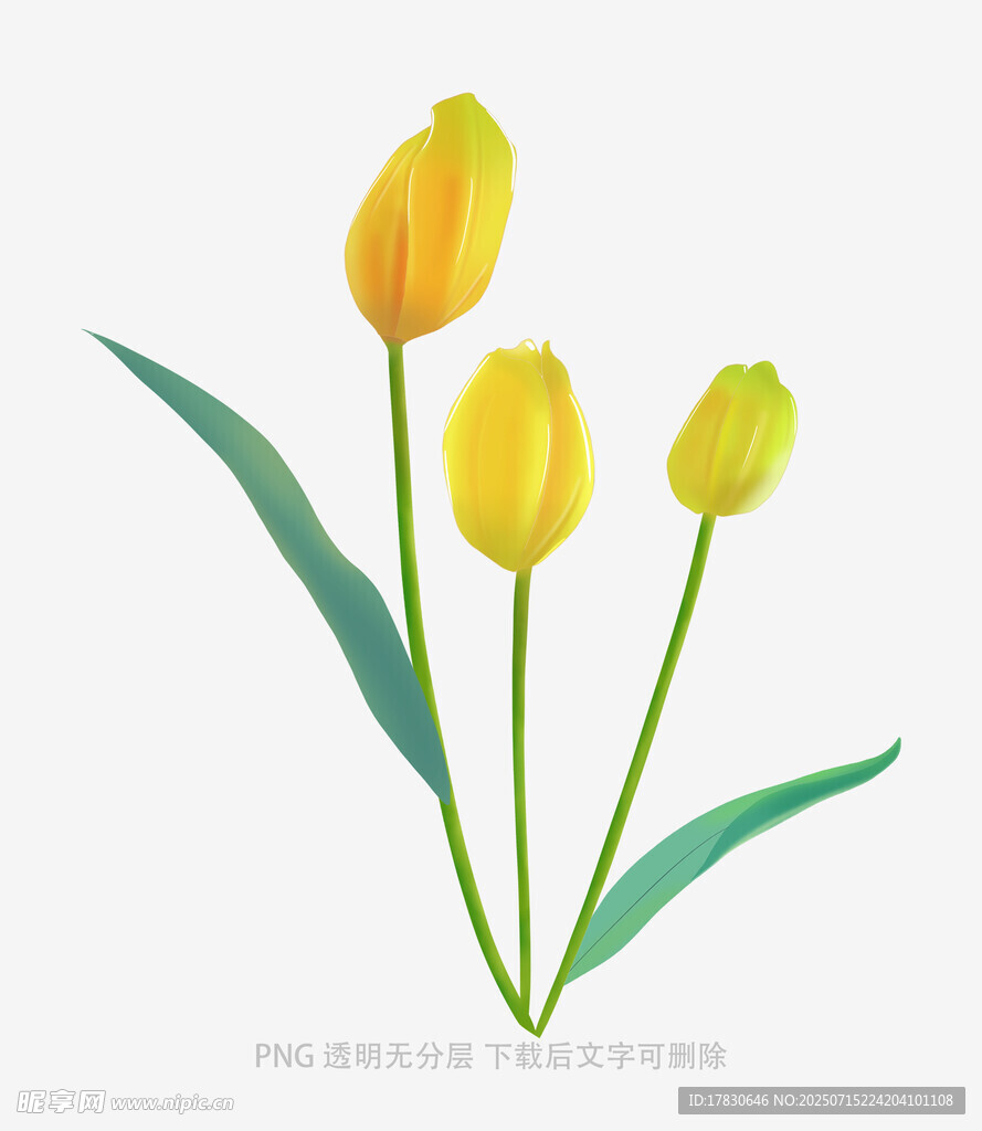 三朵黄色郁金香插画