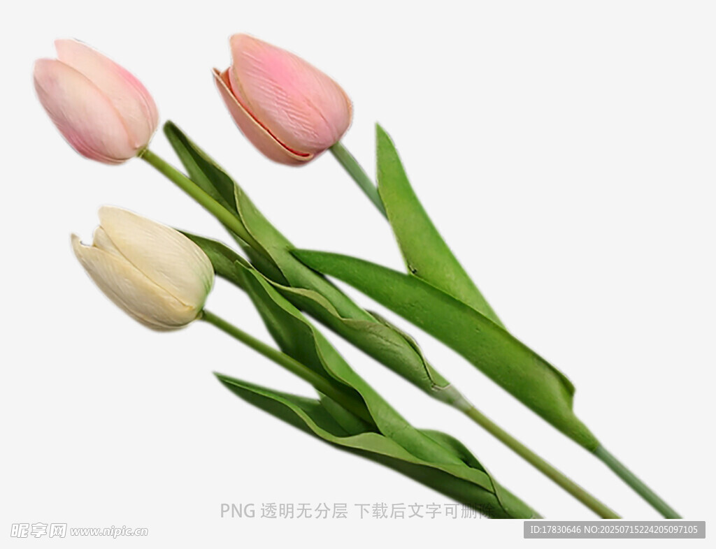 三朵清新郁金香