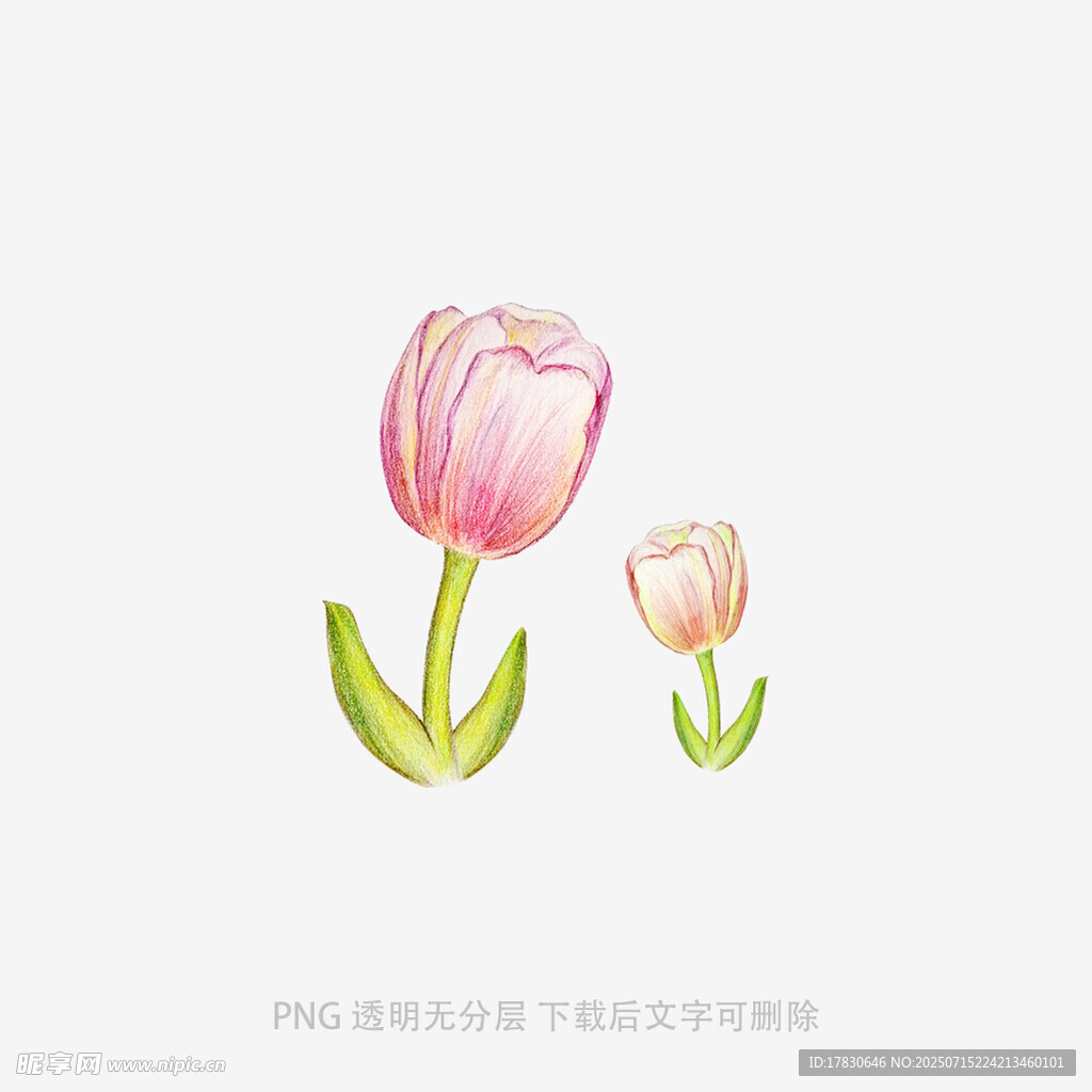 两朵粉色郁金香插画