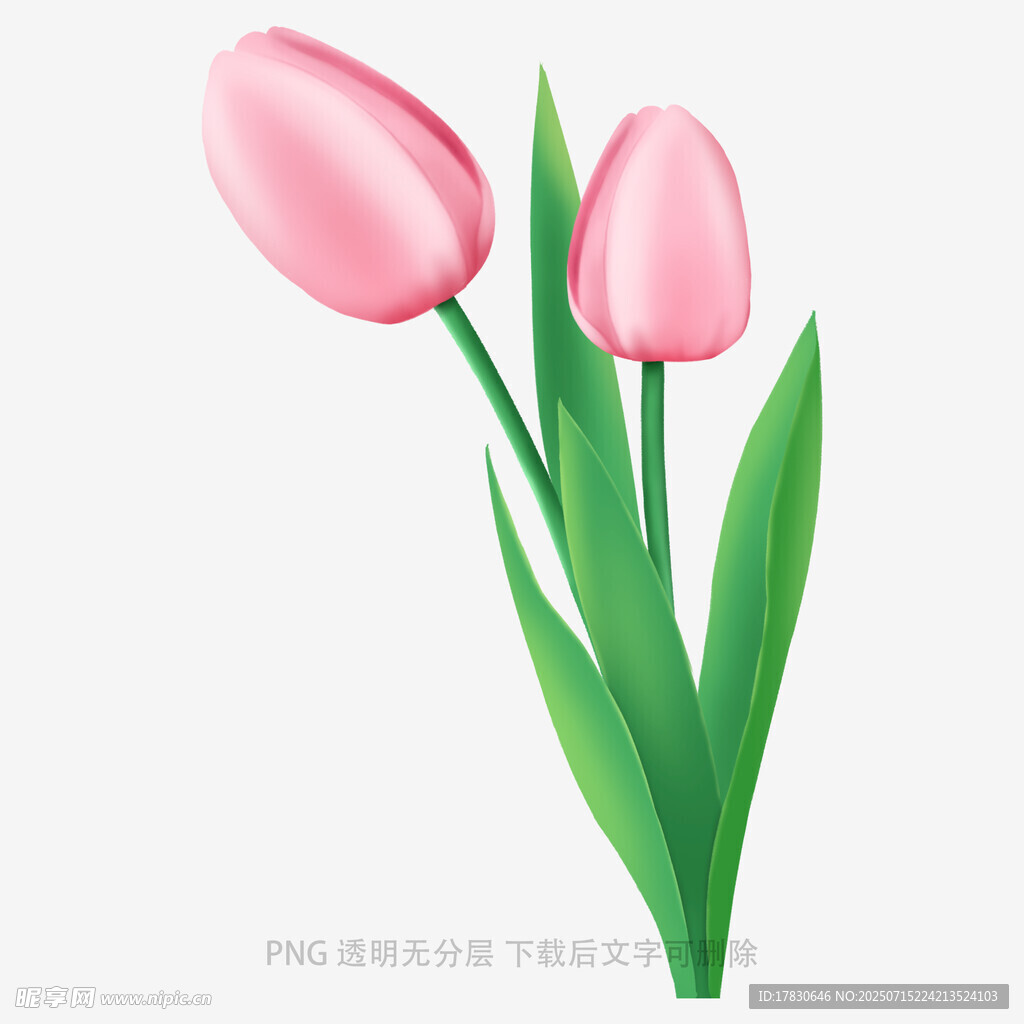 两朵粉色郁金香插画