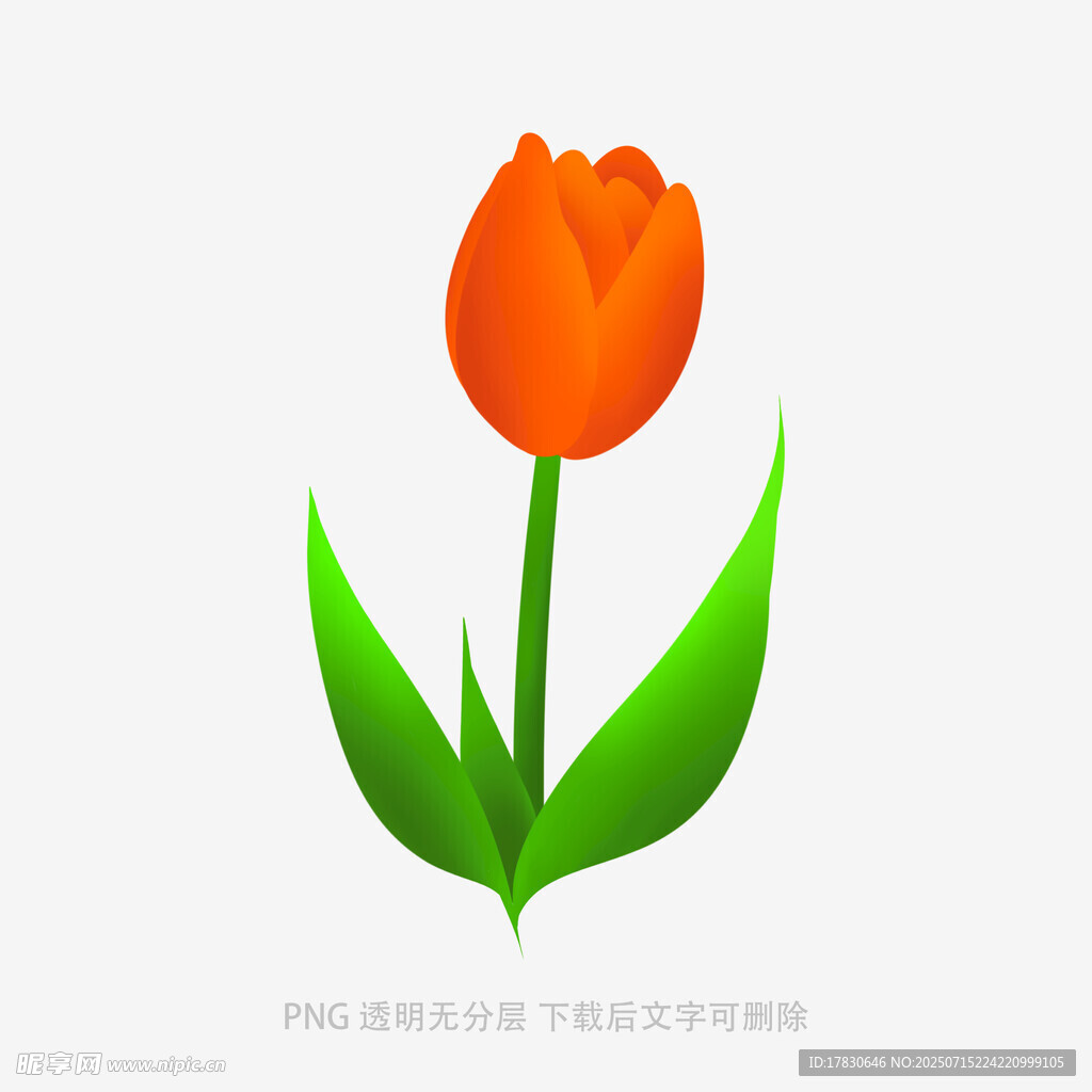 橙色郁金香插画