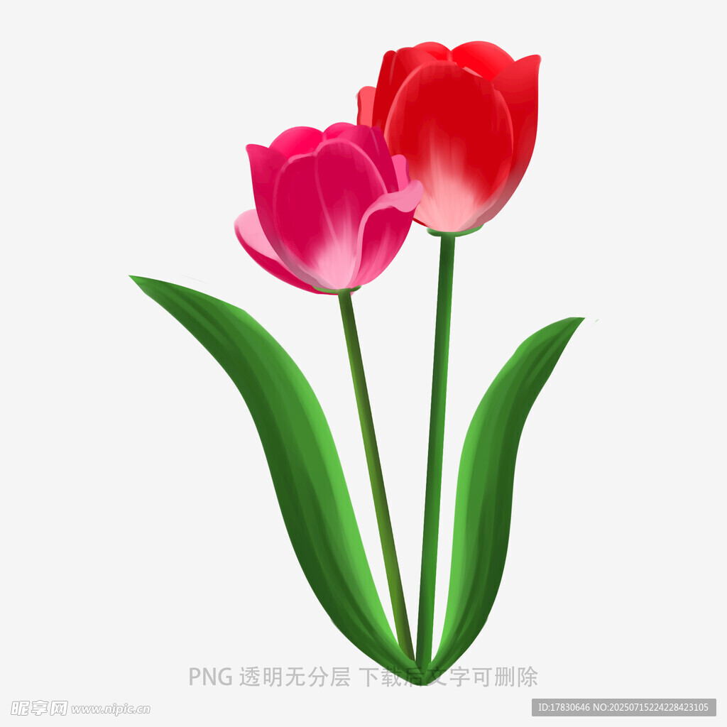 两朵娇艳郁金香插画