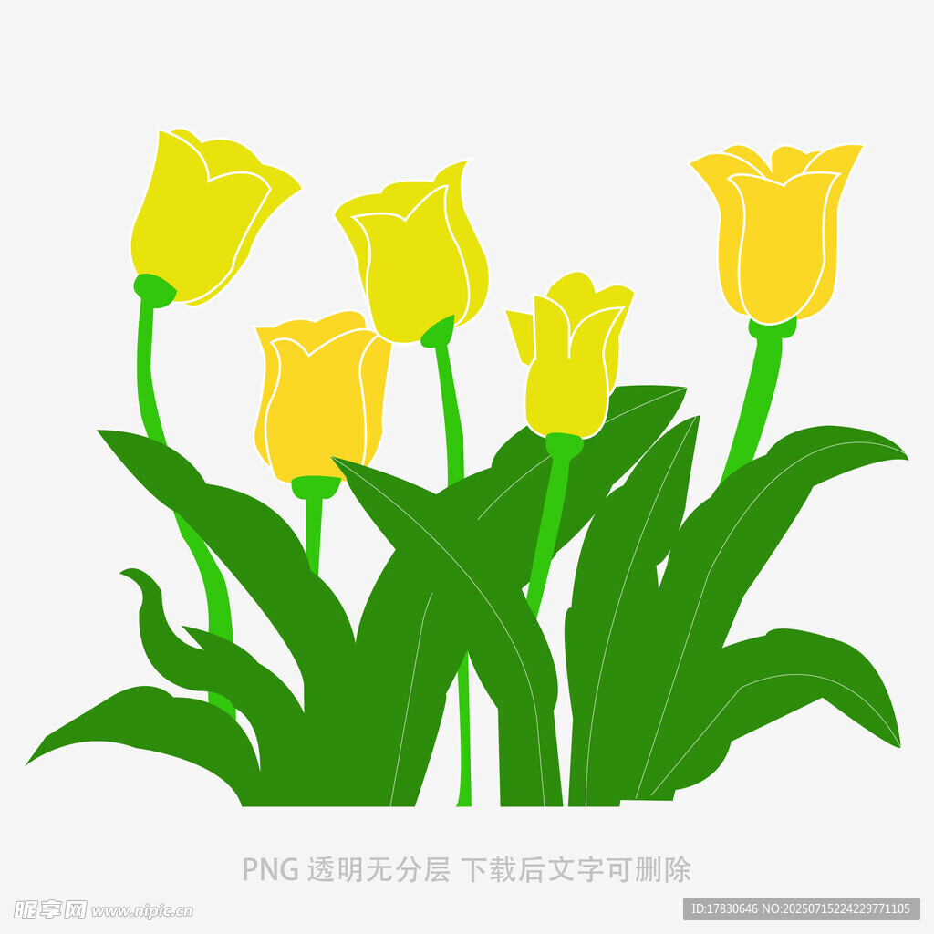 黄色郁金香插画