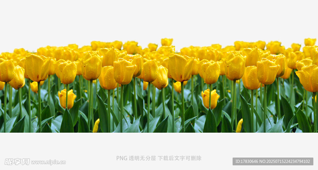 金黄郁金香花海