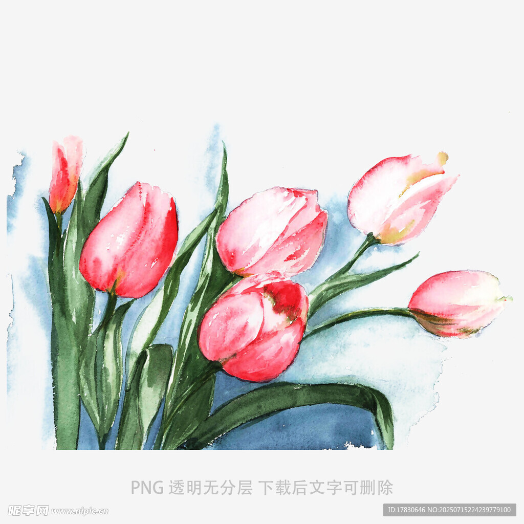 水彩绘粉色郁金香花卉