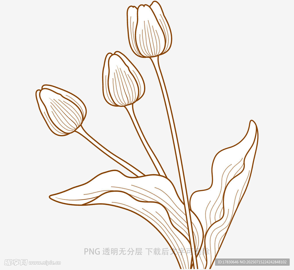 手绘郁金香线条插画