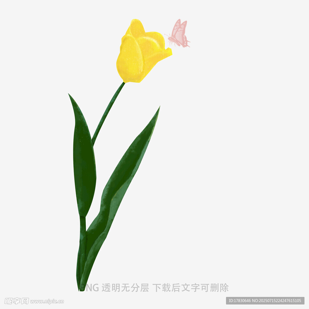 黄色郁金香与蝴蝶插画
