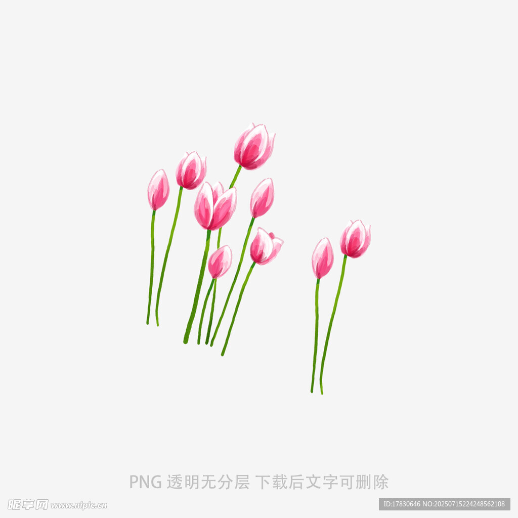 粉色郁金香插画