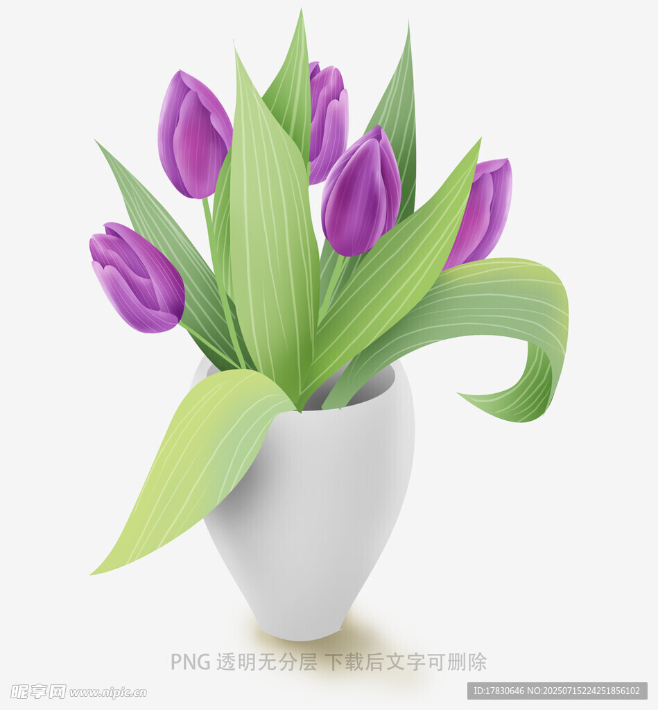 白色花瓶中的紫色郁金香