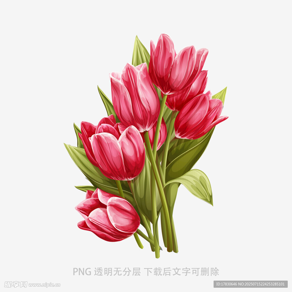 手绘粉色郁金香插画