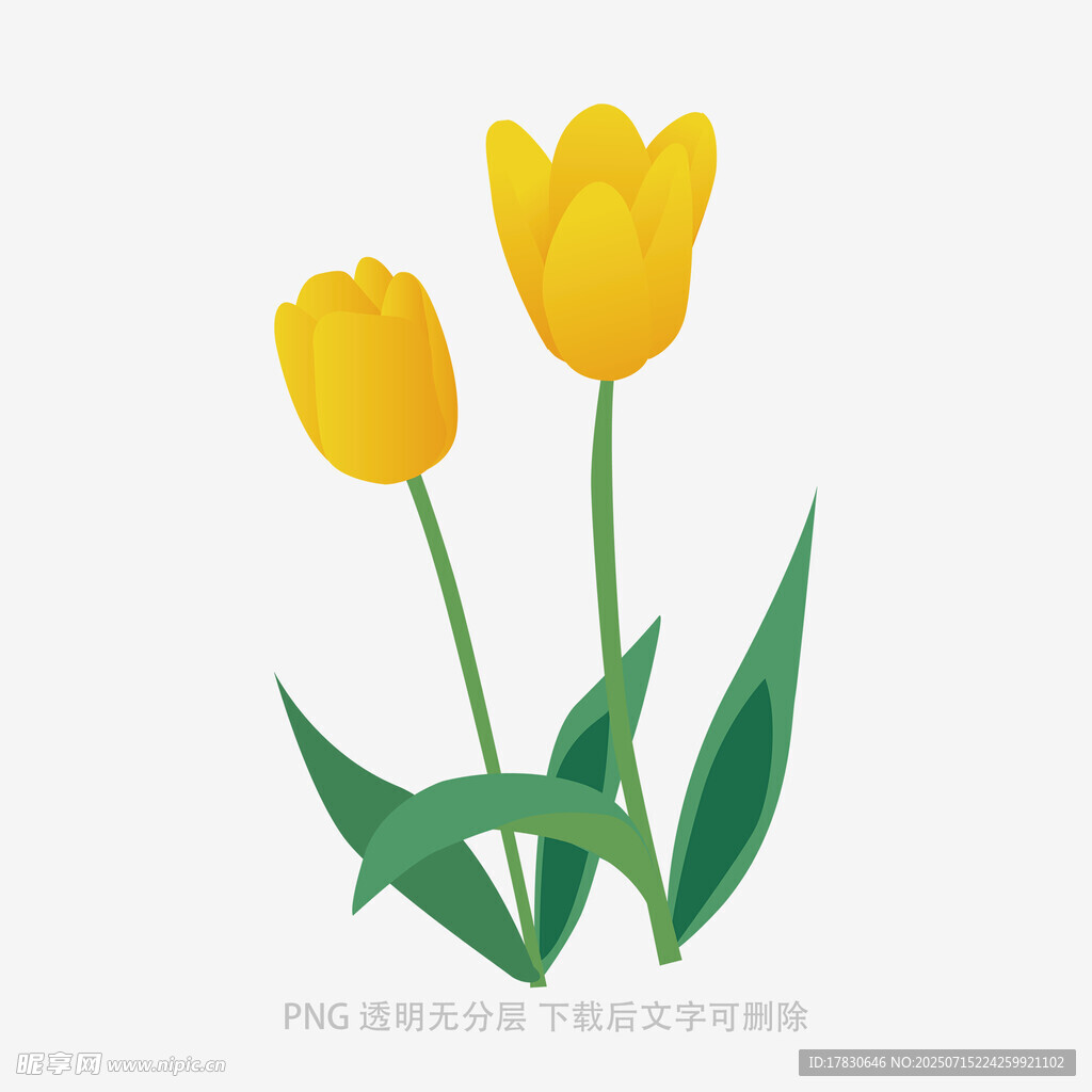 两朵黄色郁金香插画