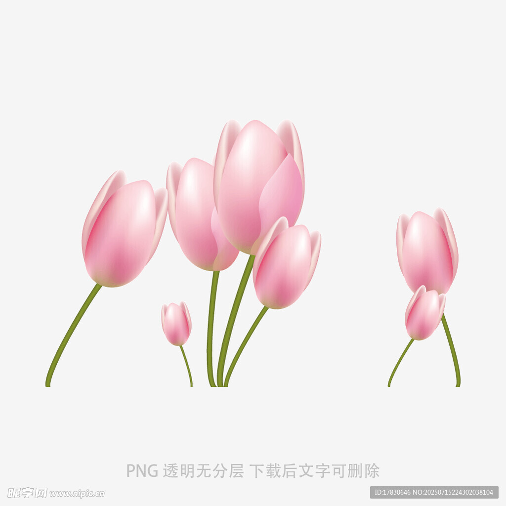粉色郁金香插画
