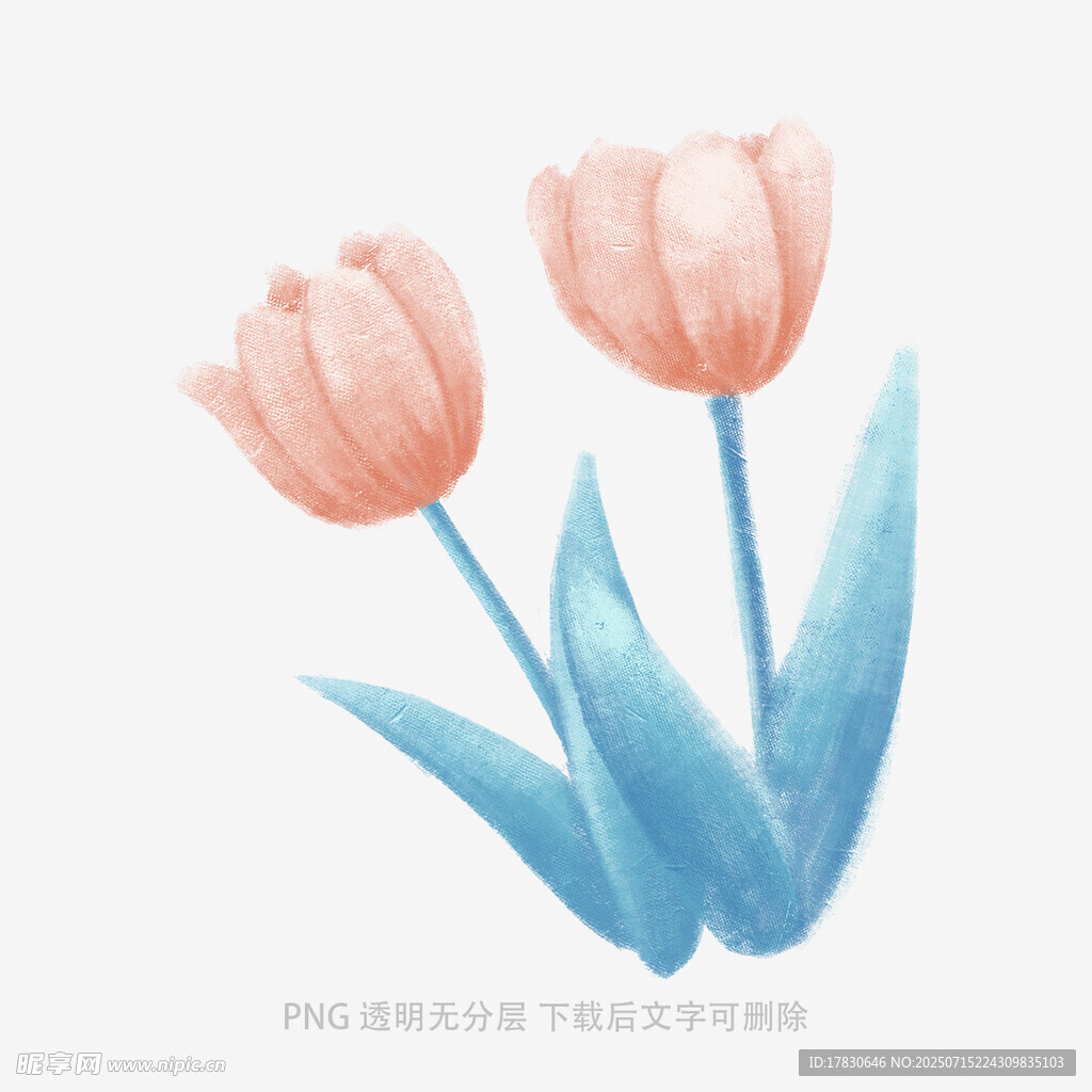 两朵水彩风粉色郁金香