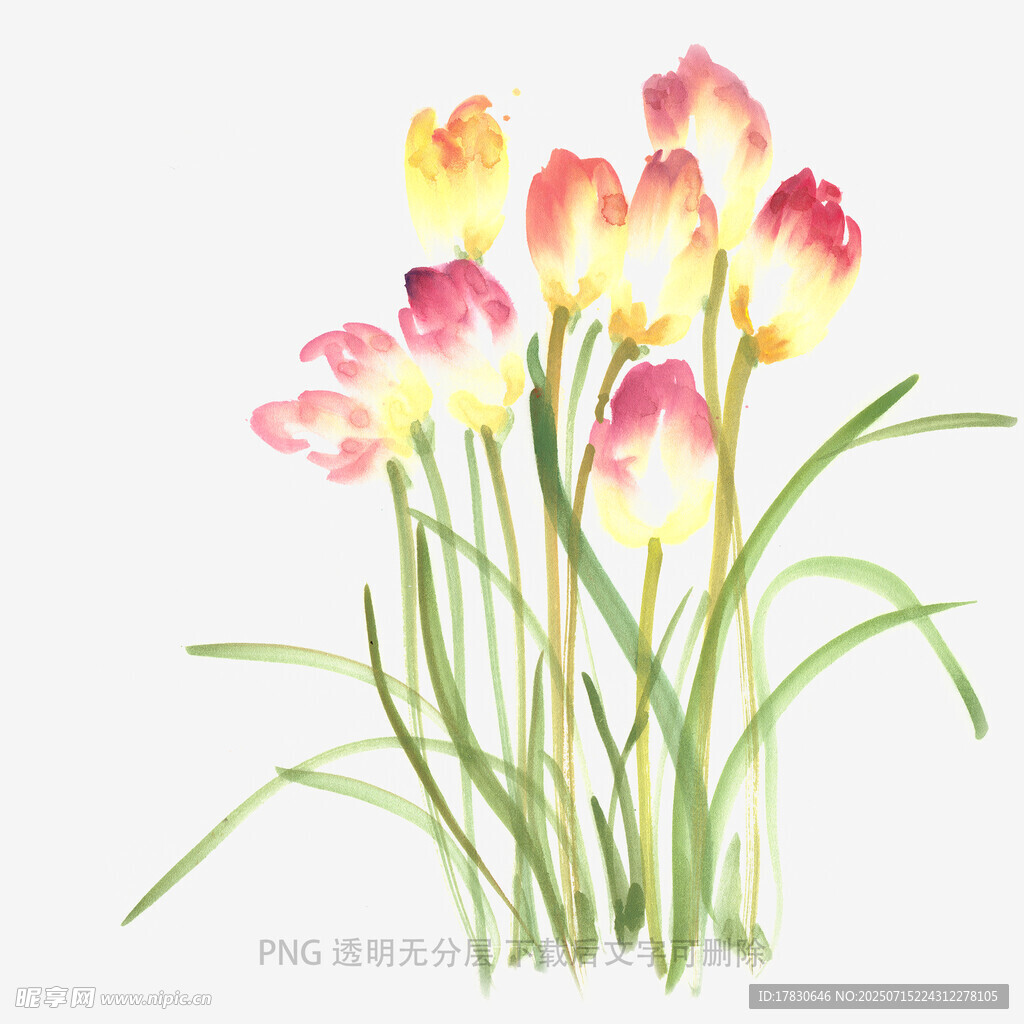 水彩绘多彩郁金香花束