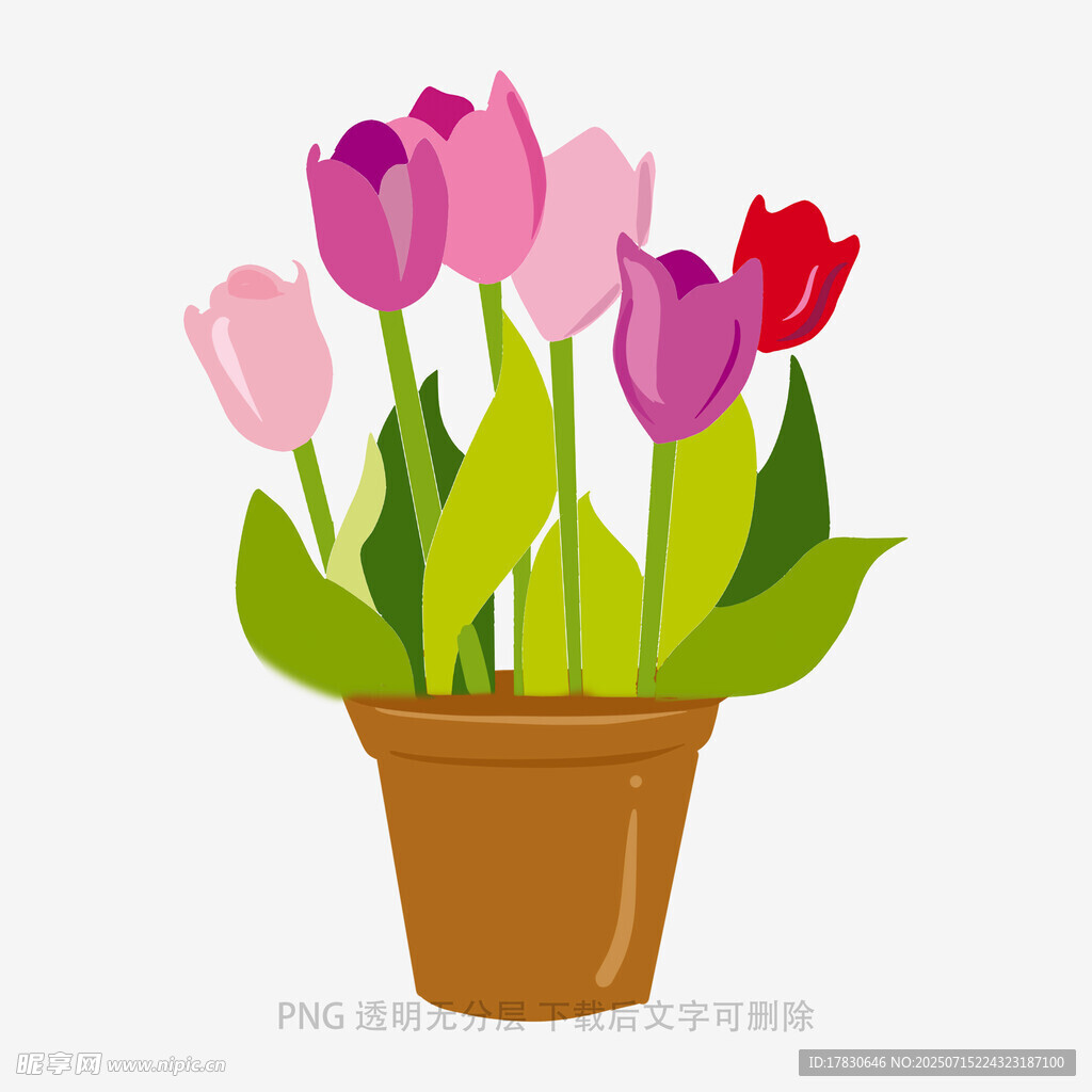 花盆中的多彩郁金香