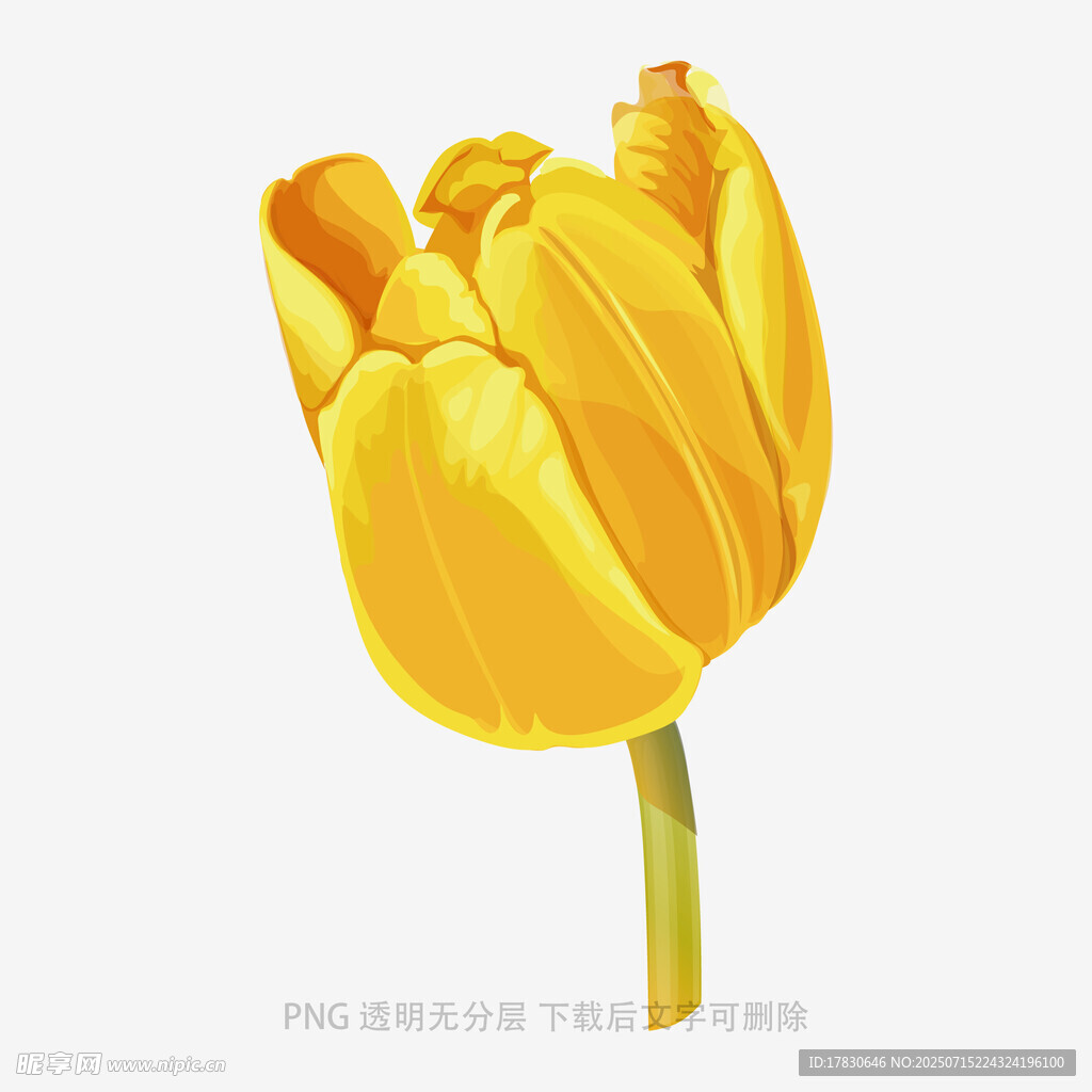 黄色郁金香插画