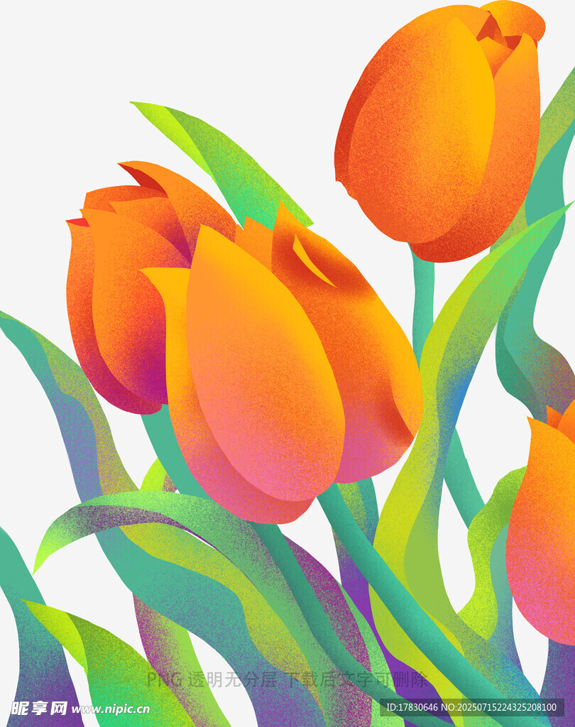 橙色郁金香花卉插画