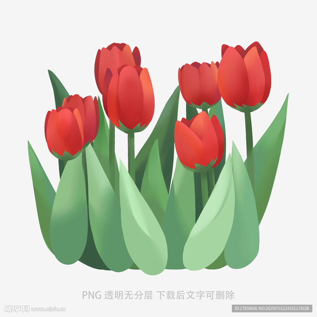 红色郁金香插画