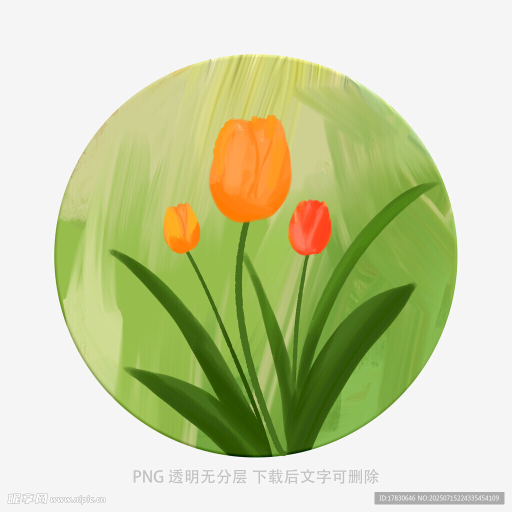 圆形中的橙色郁金香插画