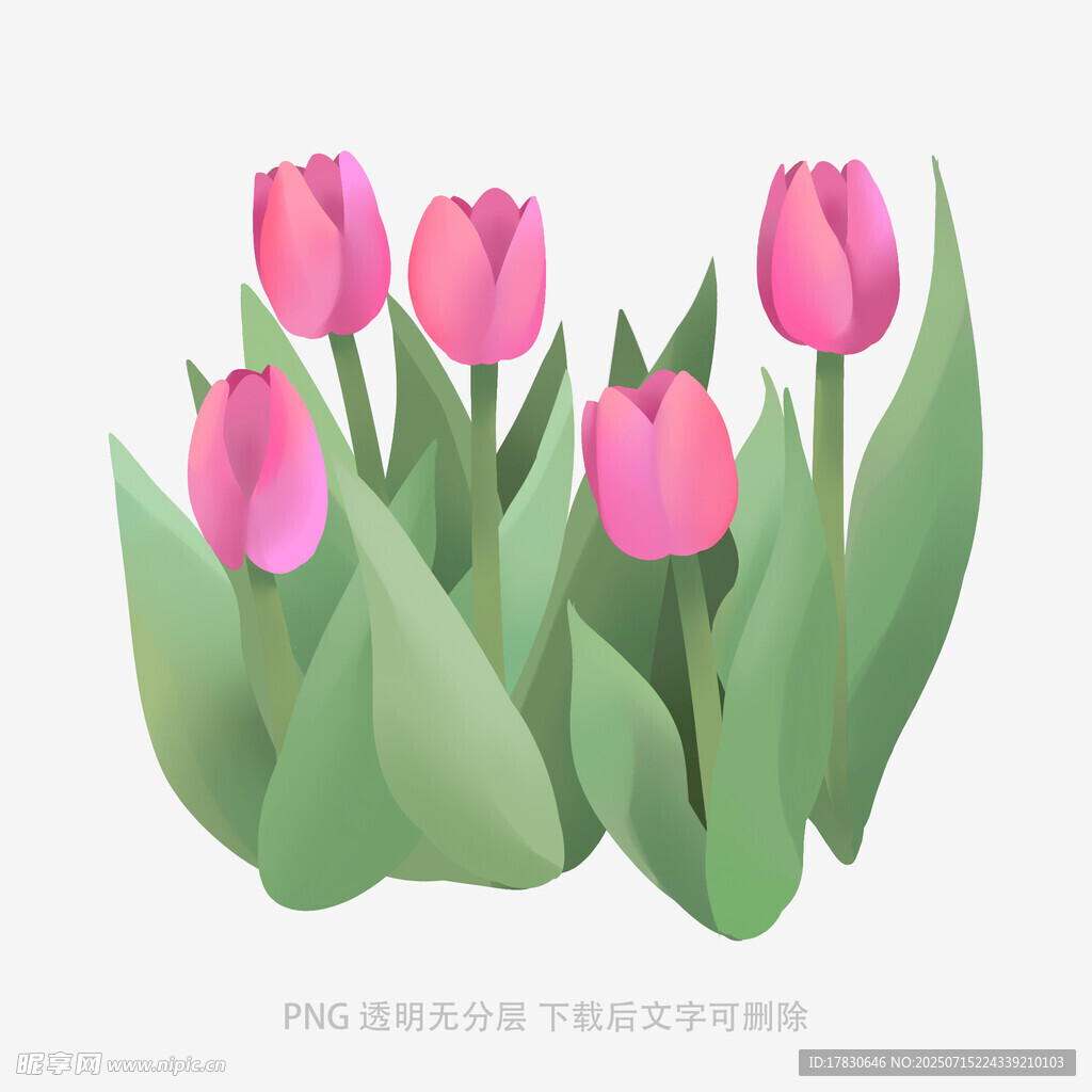粉色郁金香插画