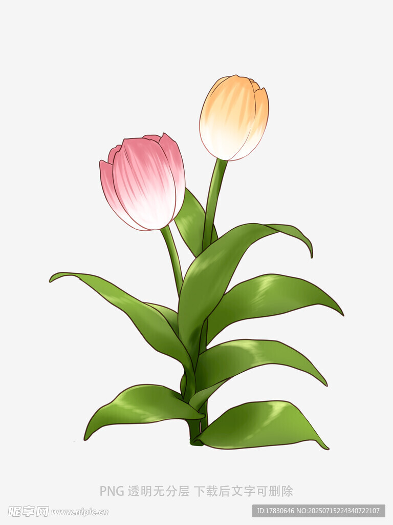 两朵郁金香插画