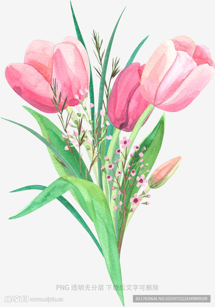 手绘粉色郁金香花卉图