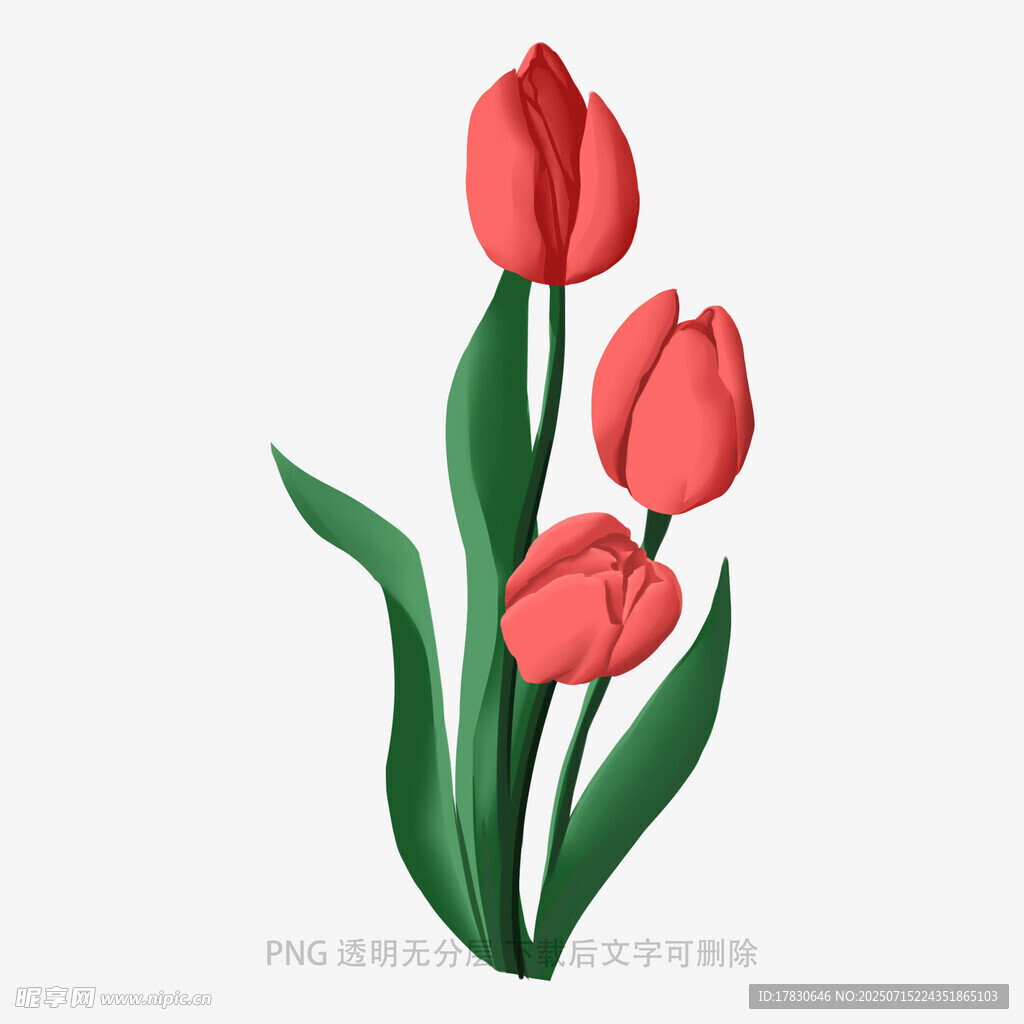 三朵红色郁金香插画