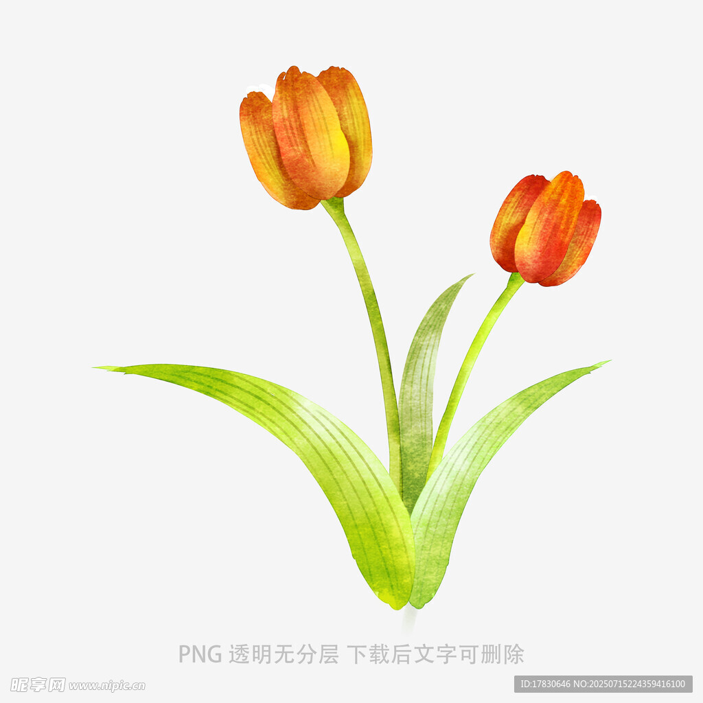 两朵橙色郁金香插画