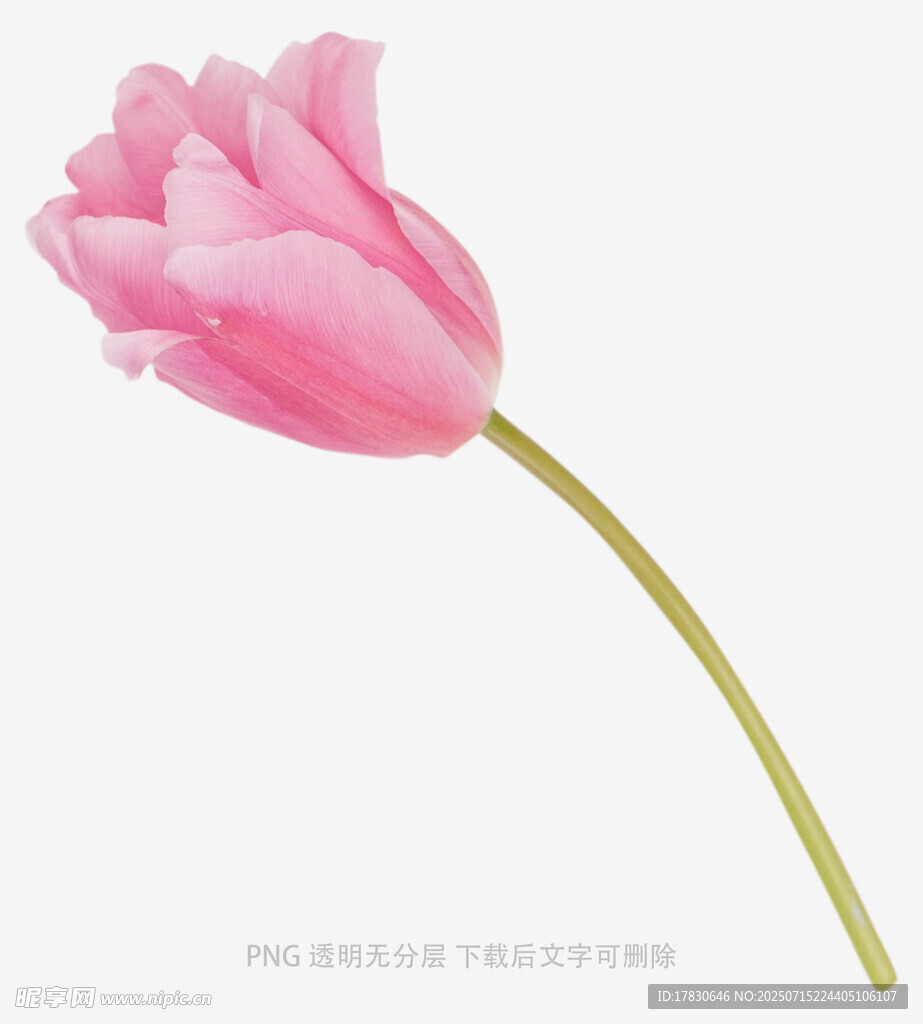 粉色单支郁金香特写