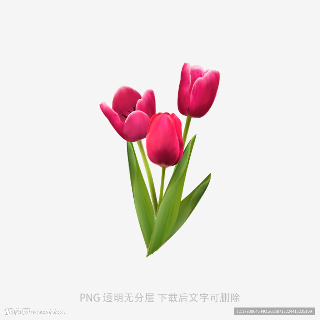 三朵娇艳的粉红色郁金香