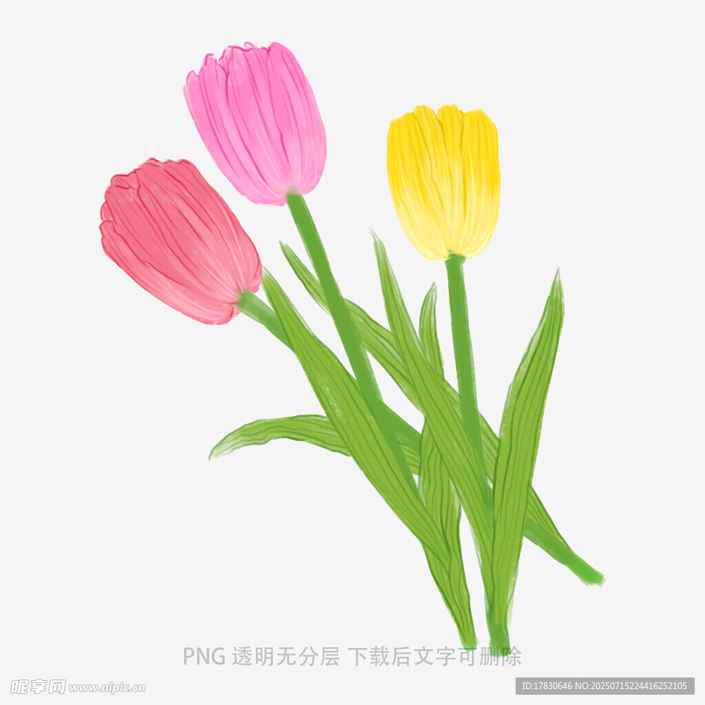 三朵多彩郁金香插画