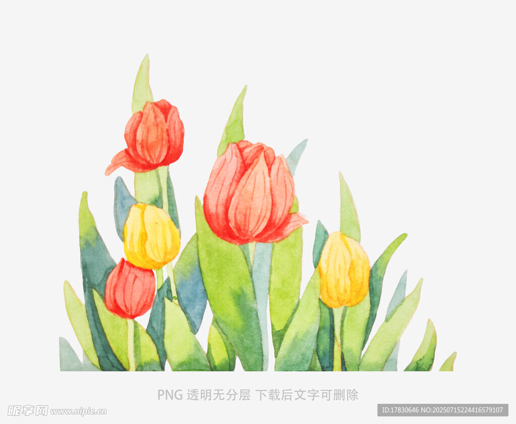 水彩绘郁金香花丛