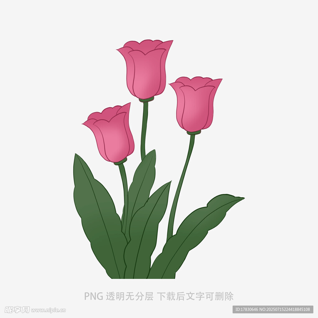 三朵粉色郁金香插画