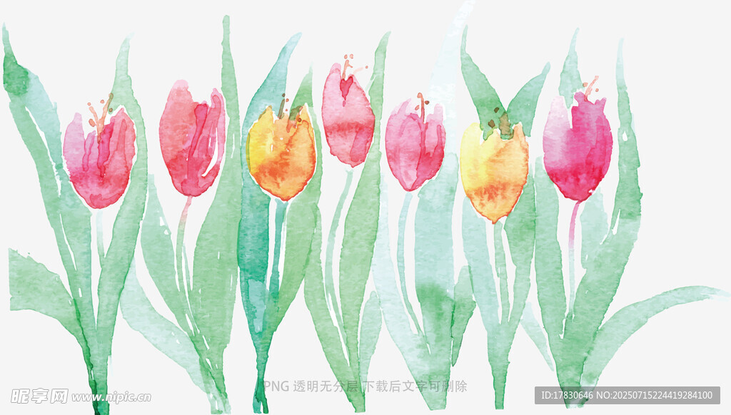 水彩绘郁金香花卉图案