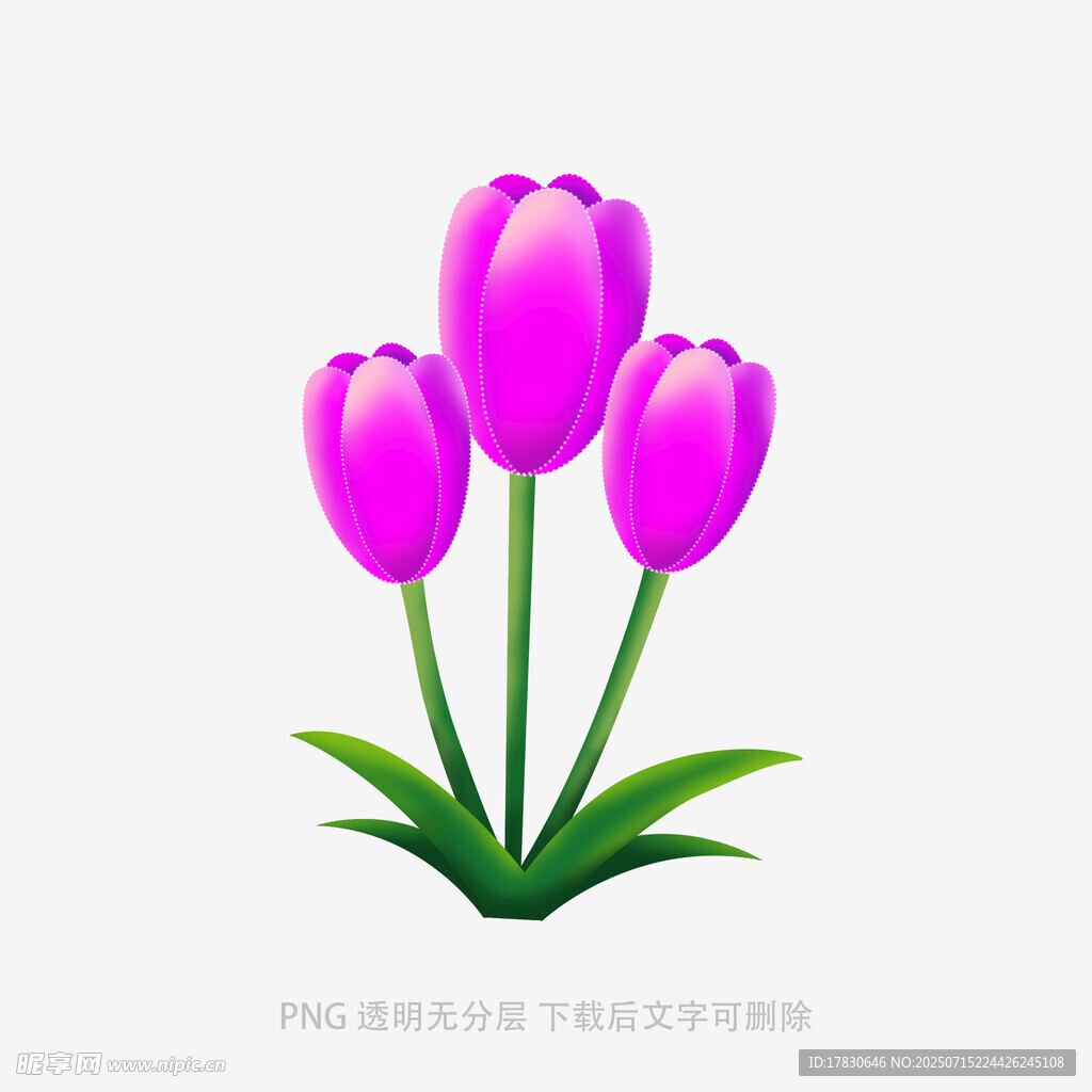 三朵紫色郁金香插画