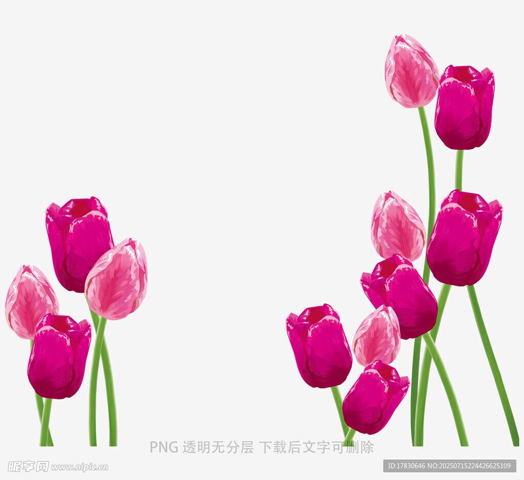 粉色郁金香花卉特写