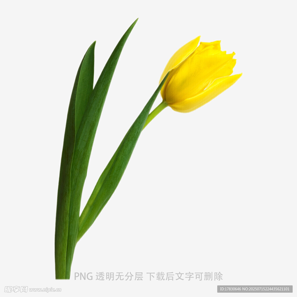 黄色郁金香单枝特写