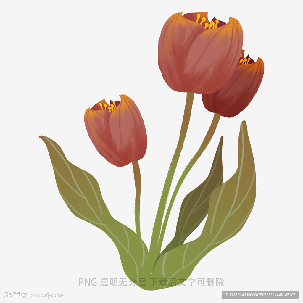 三朵红色郁金香插画