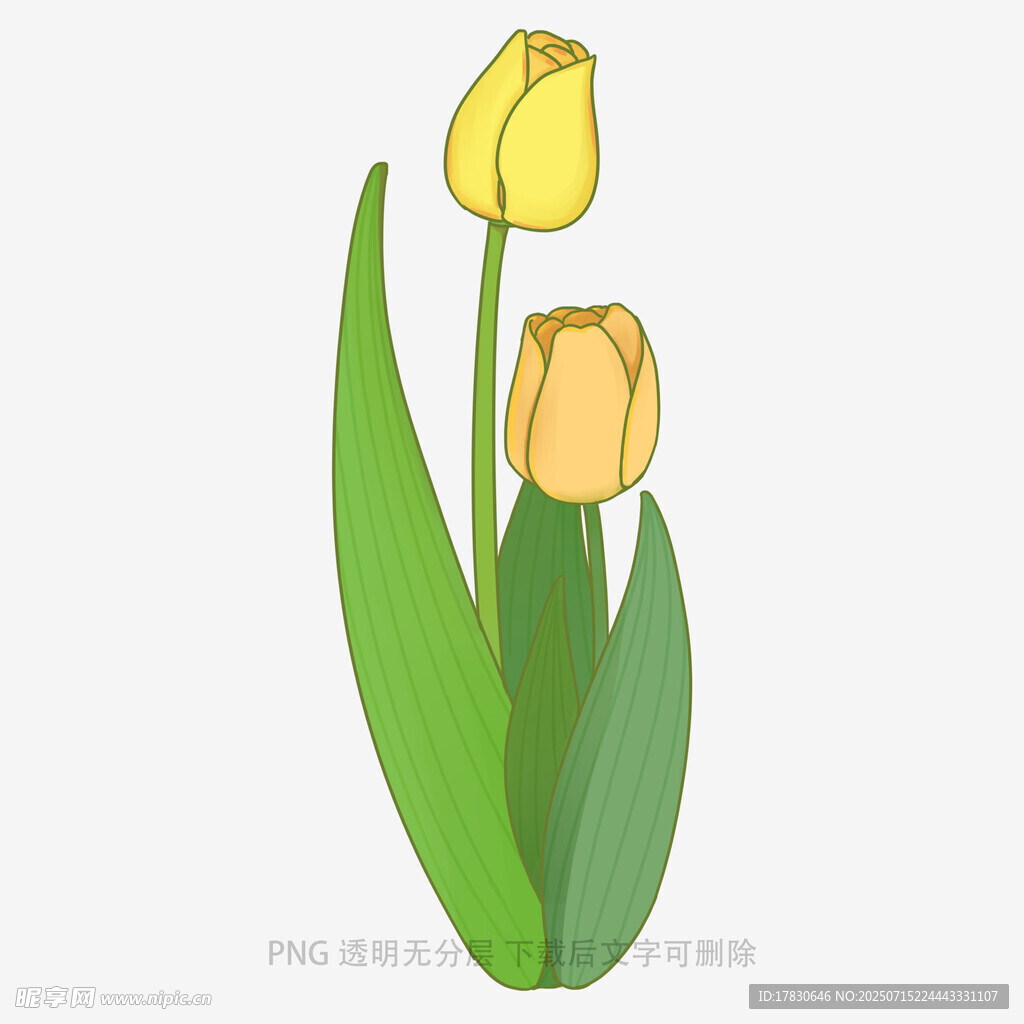 两朵黄色郁金香插画