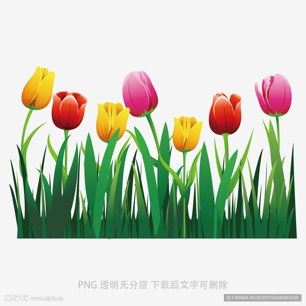 多彩郁金香绽放于草地