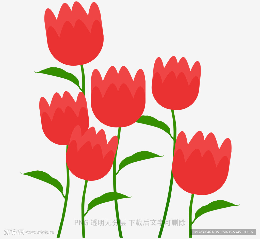 红色郁金香插画