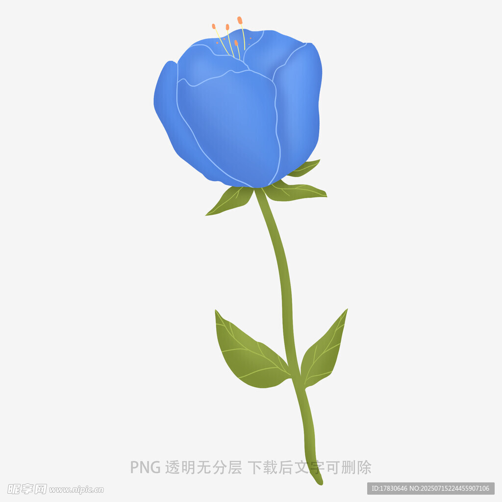 蓝色玫瑰插画