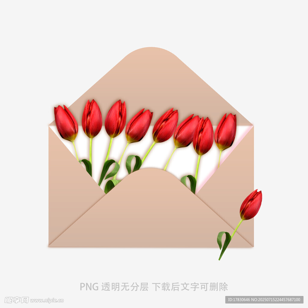 信封中绽放的红色郁金香