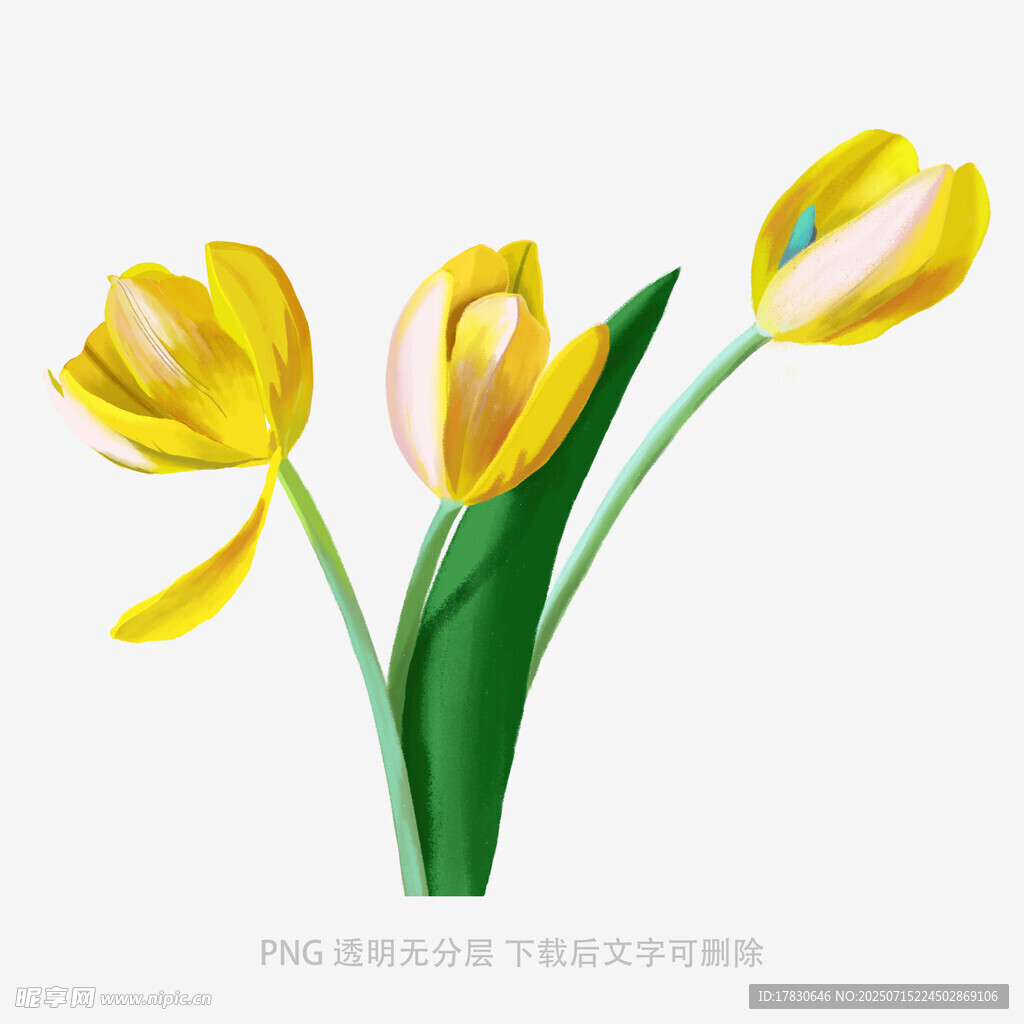 三朵黄色郁金香插画