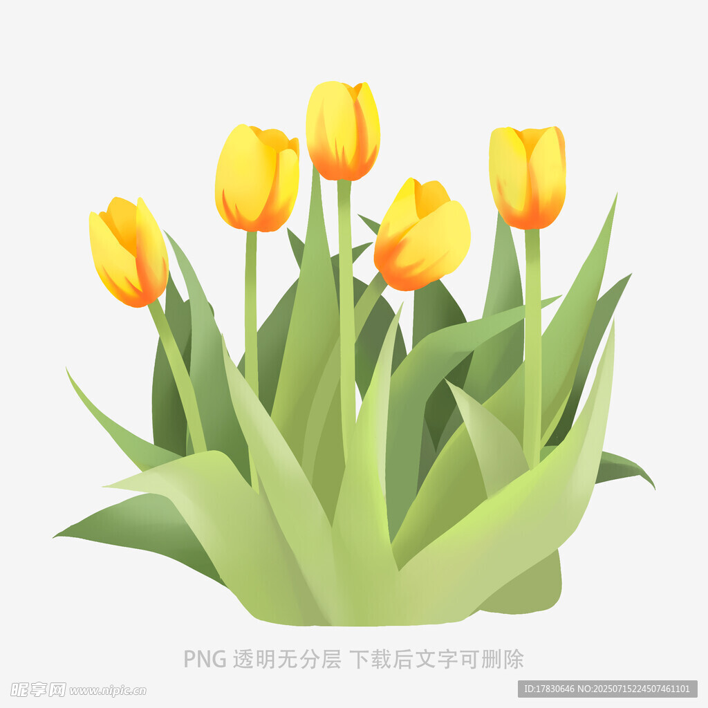 黄色郁金香插画