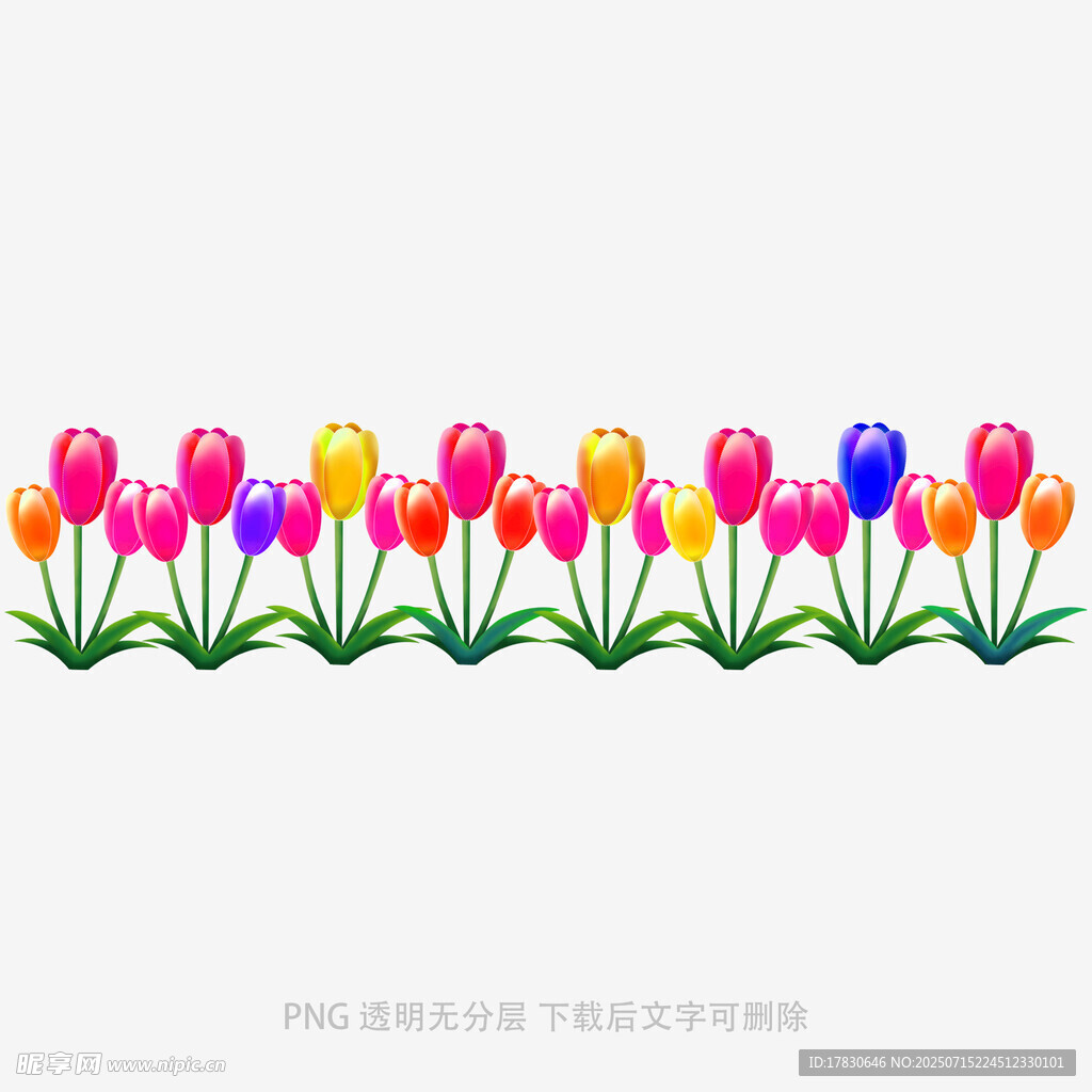彩色郁金香图案
