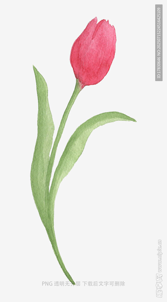 单支红色郁金香插画